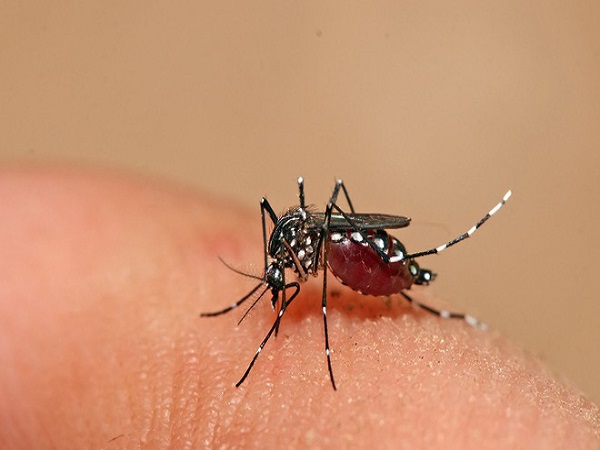 5 điều không nên làm khi bị sốt xuất huyết Dengue