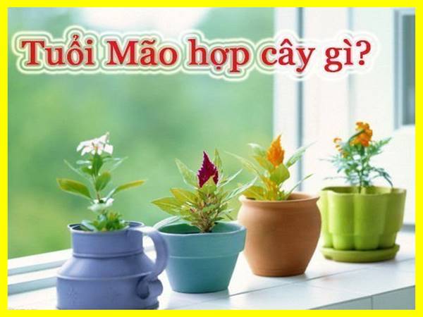 Cây phong thủy tuổi mão 1987 - Loại cây nào mang nhiều tài lộc